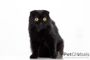 Photo №1. scottish fold - for sale in the city of Москва | Is free | Announcement № 48980