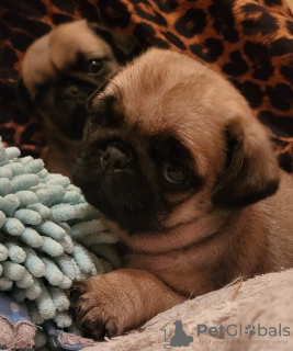 Photo №3. Pug puppies. Serbia