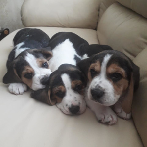 Photo №3. Beagle puppies.. Belarus