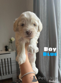 Photo №1. labradoodle - for sale in the city of Berlin | 370$ | Announcement № 107496