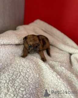 Photo №1. french bulldog - for sale in the city of Paris | 2581$ | Announcement № 163038