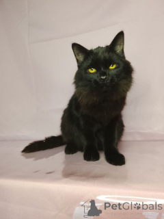 Photo №1.  - for sale in the city of Moscow river | Is free | Announcement № 160285