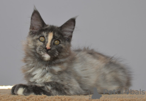 Photo №2 to announcement № 8537 for the sale of maine coon - buy in Russian Federation breeder