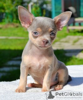 Photo №1. chihuahua - for sale in the city of Москва | negotiated | Announcement № 110789