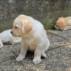 Photo №2 to announcement № 165329 for the sale of labrador retriever - buy in Austria breeder