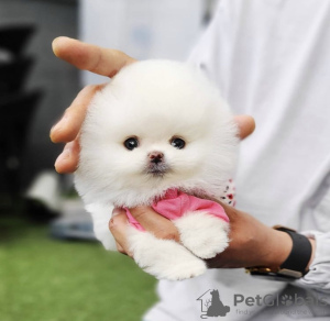 Photo №2 to announcement № 41871 for the sale of pomeranian - buy in United States private announcement