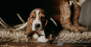Photo №4. I will sell basset hound in the city of Аугсбург.  - price - negotiated