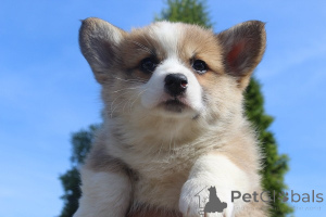 Photo №3. Welsh Corgi - Pembroke. Serbia
