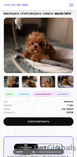 Photo №4. I will sell maltipu in the city of Vitebsk. from nursery - price - 1652$