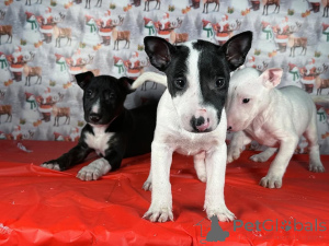 Photo №1. bull terrier - for sale in the city of Vilnius | 981$ | Announcement № 175422