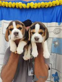Photo №1. beagle - for sale in the city of Paris | 723$ | Announcement № 166736