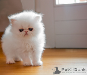 Photo №1. persian cat - for sale in the city of Gelsenkirchen | 850$ | Announcement № 133287