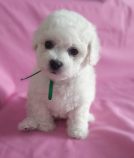 Photo №1. bichon frise - for sale in the city of Magnitogorsk | Negotiated | Announcement № 1623