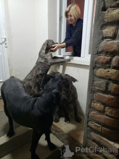 Additional photos: Cane Corso puppies