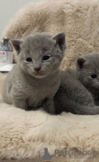 Photo №1. russian blue - for sale in the city of Velingrad | 1585$ | Announcement № 44284