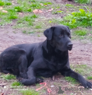 Photo №2 to announcement № 10421 for the sale of labrador retriever - buy in Ukraine breeder