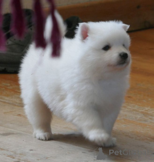 Photo №2 to announcement № 164872 for the sale of japanese spitz - buy in Belgium private announcement, breeder