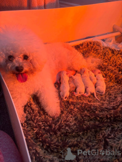 Photo №2 to announcement № 101560 for the sale of bichon frise - buy in United States breeder