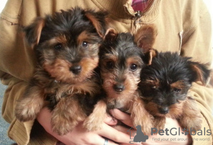 Photo №1. yorkshire terrier - for sale in the city of Oyskhara | negotiated | Announcement № 64745