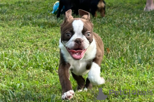 Photo №3. Boston Terrier puppies. Germany