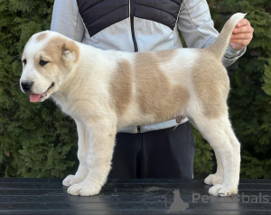 Photo №4. I will sell central asian shepherd dog in the city of Sremska Mitrovica. private announcement - price - negotiated
