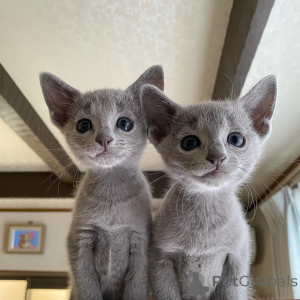 Photo №1. russian blue - for sale in the city of Florida | 300$ | Announcement № 135752