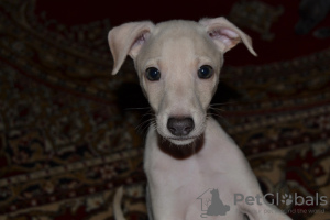 Photo №1. italian greyhound - for sale in the city of Brest | Is free | Announcement № 24779