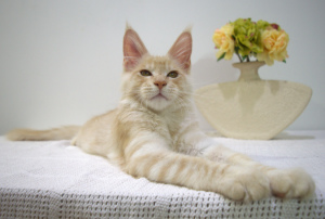 Photo №3. Maine Coon kitty 4 months. Belarus