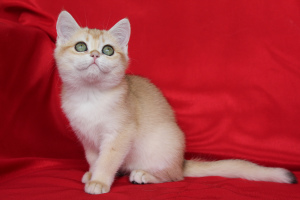 Photo №2 to announcement № 6027 for the sale of british shorthair - buy in Russian Federation breeder
