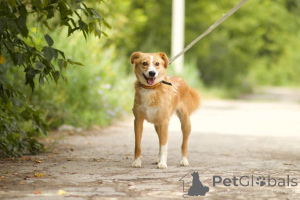 Photo №2 to announcement № 150470 for the sale of non-pedigree dogs - buy in Russian Federation private announcement