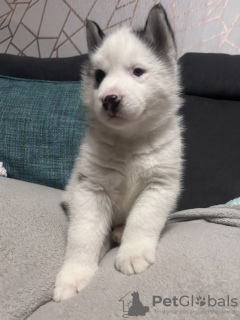 Photo №3. Blue eyed Siberian Husky puppies for sale. United States