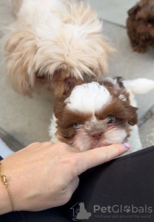 Photo №4. I will sell shih tzu in the city of Arizona.  - price - 400$