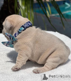 Photo №2 to announcement № 144963 for the sale of french bulldog - buy in United States breeder