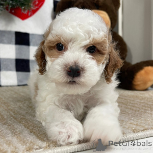 Photo №2 to announcement № 134927 for the sale of  - buy in Germany 