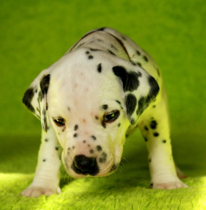 Photo №4. I will sell dalmatian dog in the city of Penza. private announcement - price - 325$