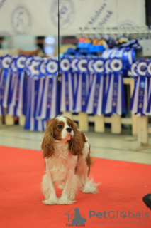 Photo №3. Male with pedigree in Russian Federation. Announcement № 49819
