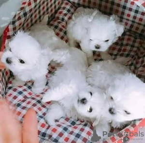 Photo №3. Maltese puppies. United Kingdom