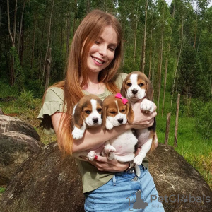 Additional photos: Beagle puppies