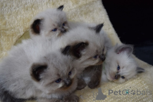 Additional photos: Vaccinated Ragdoll Kittens for Sale available now for caring homes