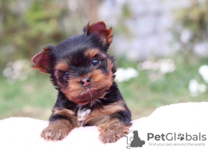 Photo №2 to announcement № 97259 for the sale of chihuahua, yorkshire terrier - buy in Germany private announcement