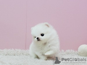 Photo №1. pomeranian - for sale in the city of Costa Mesa | Is free | Announcement № 124102