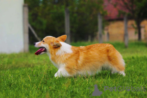 Photo №3. Welsh Corgi Pembroke For Sale Female. Serbia