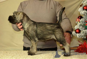 Photo №3. Medium-sized Schnauzer puppies, female. Serbia