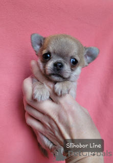 Photo №2 to announcement № 135399 for the sale of chihuahua - buy in Russian Federation private announcement