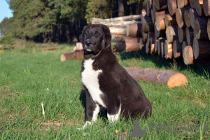 Photo №3. Puppy of the Central Asian Shepherd Dog / CAO / Alabai. Romania