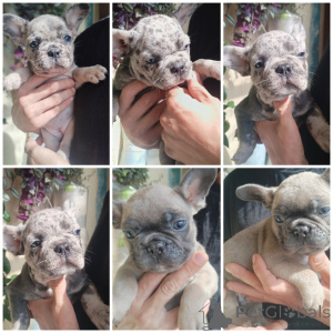 Photo №1. french bulldog - for sale in the city of Brest | Is free | Announcement № 172393