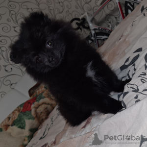 Photo №3. POMERANIAN PUPPIES (MINI/STANDARD). Poland