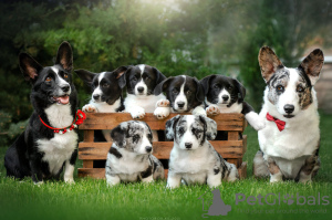 Photo №1. welsh corgi - for sale in the city of Kherson | negotiated | Announcement № 10564