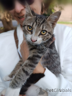 Photo №2 to announcement № 152386 for the sale of  - buy in Russian Federation 