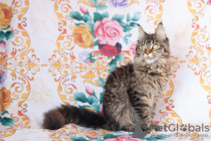 Photo №1. maine coon - for sale in the city of Ryazan | 240$ | Announcement № 7065